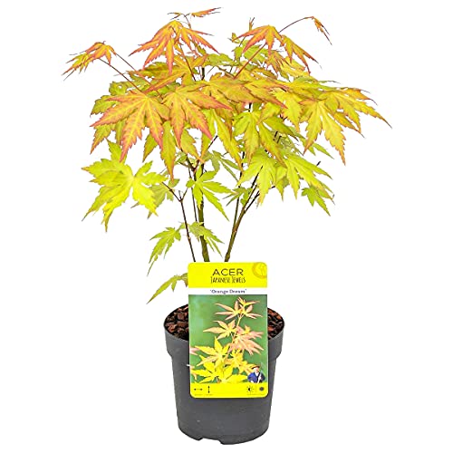 Acer palmatum 'Orange Dream' | Japanischer Ahorn - Pro Stück - Gartenpflanze - Haustierfreundlich - Winterhart - ⌀10,5-25-30 cm