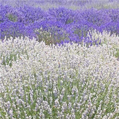 Generische frische 101 Stück Provence Lavendel Blumensamen zum Pflanzen von Weiß