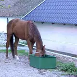 Brama-West Weidetrog 200 L für Pferde Wassertrog Futtertrog Wasserwanne