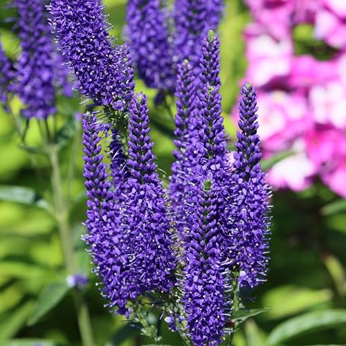 Bloomique - 3er Set - Veronica Spicata - Ehrenpreis - Gartenpflanzen - Winterhart - Höhe 10-20 cm - Topf 9x9 cm