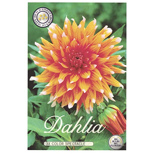 Interflowers Dahlien Knollen Blumenzwiebeln Dahlia Bunte Auswahl im Mix für Sommer Blume Knolle Blumenzwiebel Set in Bio Geschenkverpackung Bunte Blüten mehrjährig (3X Dahlie Color Spectacle)