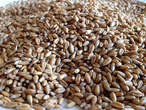 Germinazione dei Semi: Semi Wheatgrass – Non-OGM / 5 LB (65.000 Semi) Feedlot Selvaggio Alimentazione alimento Plot