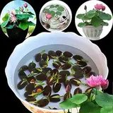 RFEGJVII Lotus Seed Bowl, Lotus Samen 1-Beutel Lotus Samen Mini Nicht GMO Gemischte Bonsai Lotus Schüssel Samen für Garten Schalenlotus-Samen