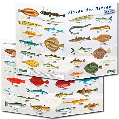 Fischfaltblatt Fischbestimmungskarte Faltblatt zur Fischbestimmung Mittelmeer, Süßwasser, Rotes Meer (Ostsee)