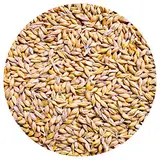 Petigi Gerste 5-30 kg für Hühnerfutter Geflügelfutter Futtergerste Vogelfutter Nager Geschält Körner Getreide Barley Sack Futter Entspelzt Gereinigt Samen, Gewicht:20 kg