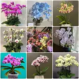 phalaenopsis kaufen samen - Orchidee Orchideen - Seltene Pflanzen serie - mix blumensamen ingarden blumenwiese mehrjährig winterhart blumen balkon 550Stück