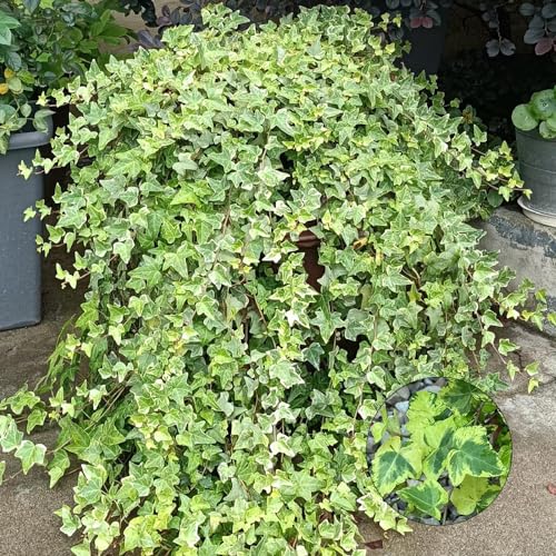 250 Pcs Efeu Samen Schnellwachsend - Efeutute - Ivy Vines, Winterharte Pflanzen Für Garten Wall Ivy Samen, Steingartenpflanzen Winterhart Hängepflanzen, Zaun Deko Vines Balkon Pflanzen