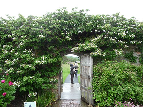 Kletterhortensie 60-70 cm – Hydrangea petiolaris – Winterharte Kletterpflanze für Schatten & Halbschatten – Blühende Kletter-Hortensie für Wand, Zaun & Pergola