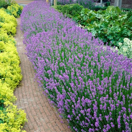 Bloomique - 6er Set - Lavandula Angustifolia - Lavendel Pflanze Winterhart - Duftlavendel - Gartenpflanzen Winterhart - Mehrjährig - Höhe 10-20 cm