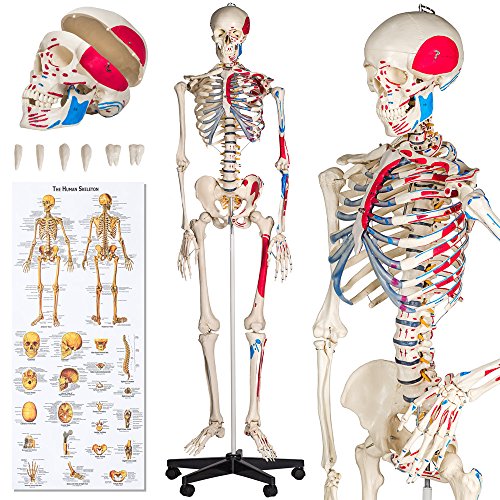 tectake® Anatomie Human Skelett lebensgroß, mit Stand Fuß auf Rollen, Skelettmodell mit Muskelbemalung, Torso, Teil Nervensystem, für Ausbildung, Medizin Studium, Chiropraktik, Science Kit