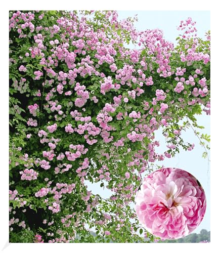 BALDUR Garten Rambler-Rosen 'Paul's Himalayan Musk Rambler', 1 Pflanze, Kletterrose, Schlingrose, winterhart mehrjährige Kletterpflanze, blühend, Rosa Hybride