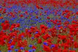 20 qm Mohnwiese blaue Kornblume und roter Klatschmohn Bienenweide Insektenwiese rote und blaue Blumenlandschaft (20qm = 10 Gramm reines Saatgut)