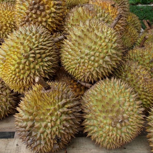 Durian Seeds