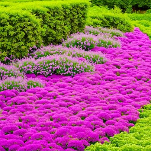 10000 Stück Thymian Samen, Bodendecker Winterhart Mehrjährig, Einfach Zu Pflanzen Blumensamen, Roter Kriechender Thymian Für Garten Und Balkon