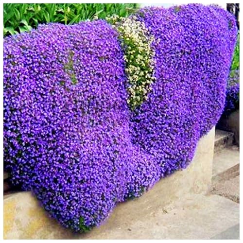Rote Kriech-Thymian Samen – Mehrjährige, Winterharte Bodendecker-Pflanze, Thymus Serpyllum Blumensamen für Garten, Balkon und Landschaftsgestaltung (400pcs Hellpurpur)