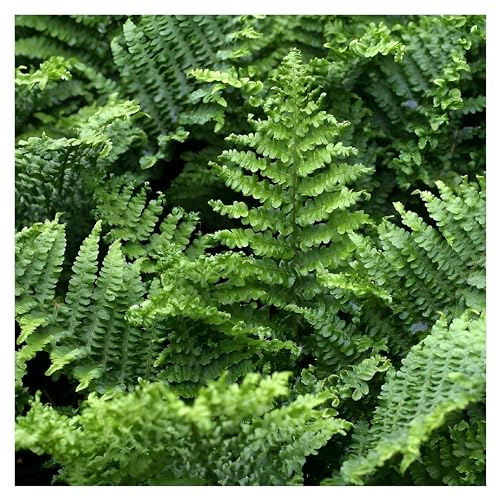 1 x Dryopteris affinis 'Crispa Congesta' (Ziergras/Gräser/Farn/Winterhart/Immergrün/Mehrjährig/Staude/Stauden) krauser Goldschuppenfarn - Perfekt für den Schatten und Halbschatten - von Stauden Gänge