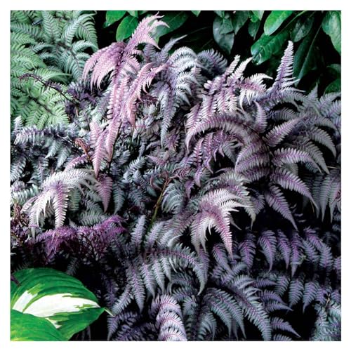 1 x Athyrium niponicum ‚Burgundy Lace' 1 Liter(Ziergras/Farn/Stauden) SELTENHEIT