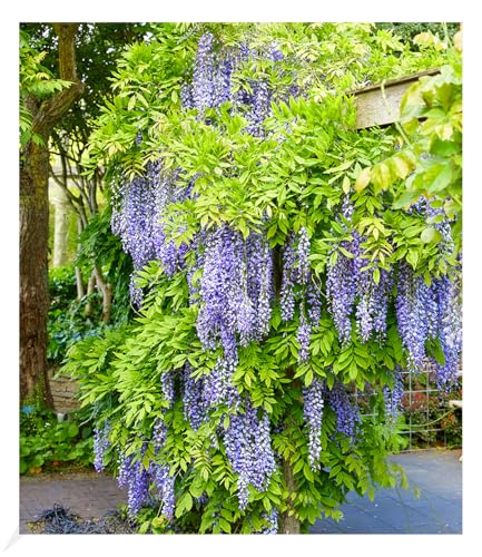 BALDUR Garten Blauregen "Blue Moon", 1 Pflanze, winterhart, im 2-Liter XXL-Topf, bienenfreundlich, pflegeleicht, Wasserbedarf gering, blühende Kletterpflanze, Wisteria macrostachya