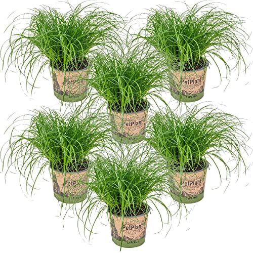 6x Cyperus 'Zumula' - Katzengras - Zimmerpflanze - Haustierfreundlich – ⌀12 cm - 20-25 cm