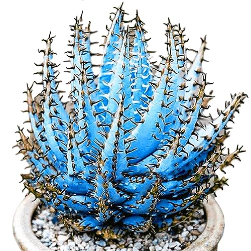 Aloe Vera-Samen, 100 Stück, bunte Aloe Vera, saftige Kräuter-Bonsai-Balkon-Gartenpflanzen, Dekoration für Gartenbepflanzung Himmelblaue Aloe Vera-Samen