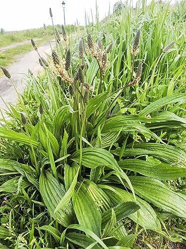 3000 Samen Spitzwegerich Plantago lanceolata Heilkraut Teepflanze Wildkräuter