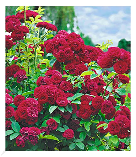 BALDUR Garten Rambler-Rosen 'Chevy Chase', 1 Pflanze, Kletterrose winterhart mehrjährige Kletterpflanze, blühend, Rosa Hybride, dicht gefüllte Blüten, Rosen-Rarität