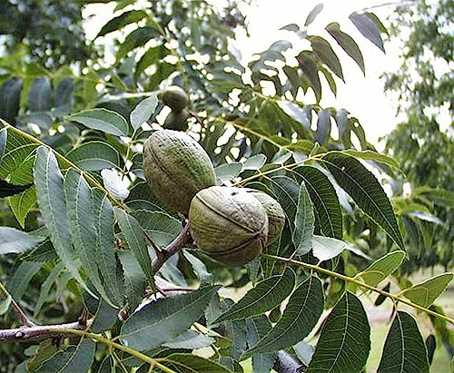 Pekannuss Carya illinoinensis Pflanze 45-50cm Hickory Pecannussbaum Rarität