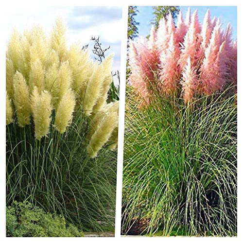 2 x Cortaderia selloana im 1 Liter Topf (Ziergras/Gräser/Winterhart/Mehrjährig/Immergrün) Weißes und Rosa Pampasgras - Strahlendes Weiß und sanftes Rosé im perfekten Duo - von Stauden Gänge