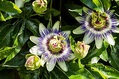 Lila Blaue Passionsblume - Passiflora caerulea - 50-70cm 2 Ltr. Topf [3860]