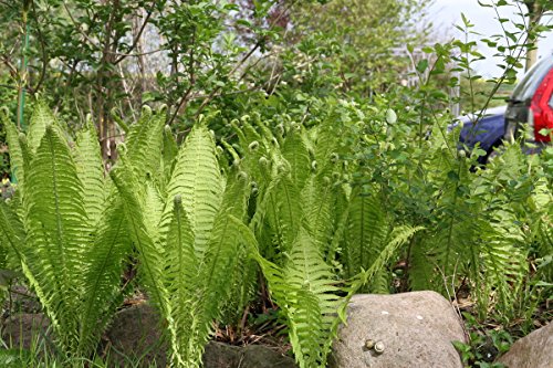 Matteuccia struthiopteris - Im 0,5 lt. Vierecktopf