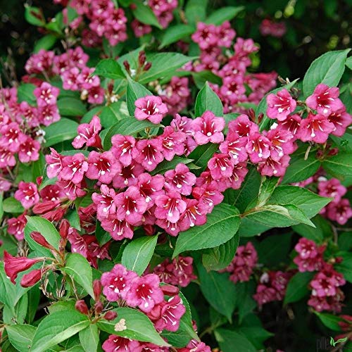 Weigela Bristol Ruby Weigelie rot Zierstrauch im Container versch. Größen lieferbar (40-60 cm)