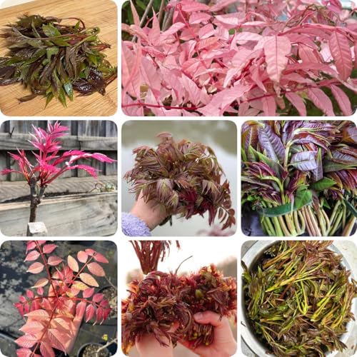 350 pcs Toona Sinensis Samen, bio gemüsesamen, bonsai samen Chinesischer Gemuesebaum, bio aussaat samen gemüse pflanzensamen geschenke für gärtner, balkon pflanzen samen gemüse alte