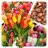 Tulpen Zwiebeln (100 Stück) - Blumenzwiebeln bunte Frühlings Mischung - Grösse 10/11 - mehrjährig - winterhart - SAISONWARE - NUR KURZE ZEIT ERHÄLTLICH