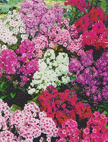 Hoher Phlox paniculata gemischt Flammenblume"5 Wurzelstöcke" Winterhart Staude
