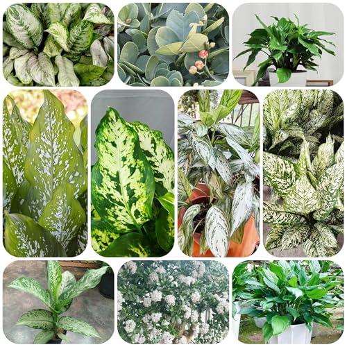 aglaonema samen - dachbegrünung samen topfpflanzen draußen winterhart aglaonema samen winterharte pflanzen für balkon grünpflanzen winterfeste pflanzen für kübel balkon pflanze kräuter 200pcs