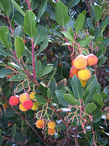 Westlicher Erdbeerbaum Arbutus unedo Pflanze 5-10cm Meerkirsche Hagapfel