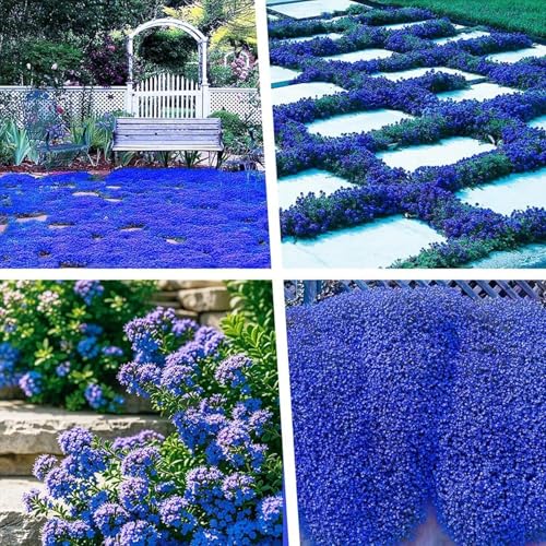 Thymian Samen,Kriechender Thymian,Bodendecker Winterhart Mehrjährig,Sandthymian Samen Bienenfreundliche Pflanze,für Garten,Balkon und Landschaftsgestaltung (1000, Blau)