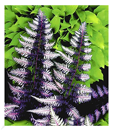 BALDUR Garten Winterharter Schmuck-Farn 'Japanese Painting', 1 Pflanze, Gartenfarn, winterharte Staude, mehrjährig, pflegeleicht, für Standort im Schatten geeignet, Athyrium niponicum