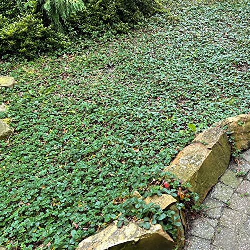 Fragaria chiloensis 'Chaval' von Intragarten chilenische Bodendecker Erdbeere im Topf