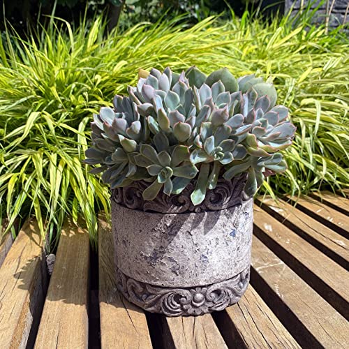 K&L Wall Art Beton Übertopf Vintage Ornamente Damask Blumentopf Garten Deko Kräuter Küche Sukkulenten Kaktus Fensterbank Topf Rustikal (Ø 20cm Rustikal)