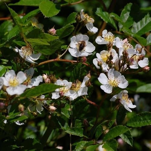 Rispenrose Rosa multiflora vielblütige Wildrose Ramblerrose weiße Blüte Bienen Insekten Nährgehölz