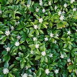 Dominik Blumen und Pflanzen, Dickmännchen, Japanischer Ysander, Pachysandra terminalis, 20 Pflanzen, immergrün, Schattenpflanzen, Bodendecker, winterhart, plus 1 Paar Handschuhe gratis