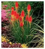 3 x Kniphofia 'Papaya Popsicle' (Winterhart/Staude/Dauerblüher/Bienenferundlich/Mehrjährig) Fackellilie - Hingucker der den ganzen Sommer über bis tief in den Herbst hinein blüht - von Stauden Gänge