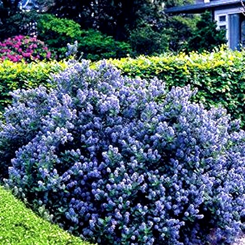 Gardeners Dream Ceanothus 'Yankee Point' Kalifornischer Flieder im Topf - Blühende & Immergrüne Flieder Pflanze - Winterharte Sträucher - Pflanzen für Garten & Balkon - Winterharte Kübelpflanzen