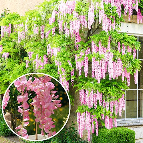 Gardener Dream Glyzinie Rosea - Rosa Blühende Wisteria Pflanze - Blauregen Kletterpflanze Winterhart & Immergrün - Schnellwachsende Kletterpflanzen - Garten- & Balkon Pflanze (60-80 cm inkl. Topf)