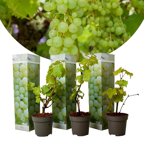 Vitis vinifera Chardonnay - 3er Set Weinreben - Winterharte Rebstöcke im 9cm Topf - 25-40cm hoch - Perfekt für Weinbau & Garten