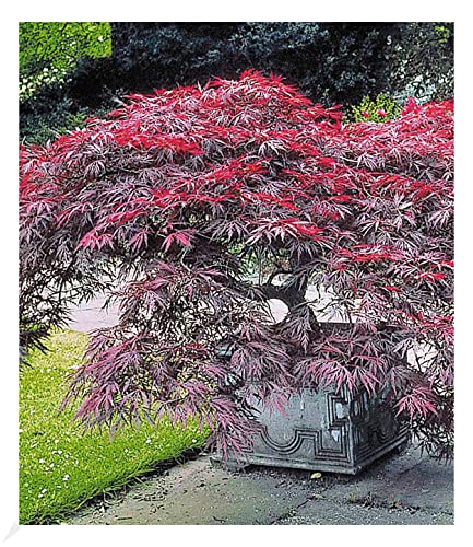 BALDUR Garten Japanischer Ahorn 'Burgund', 1 Pflanze, Ahornbaum rote Blätter winterhart, sehr pflegeleicht, Acer palmatum atropurpureum, Fächerahorn-Rarität