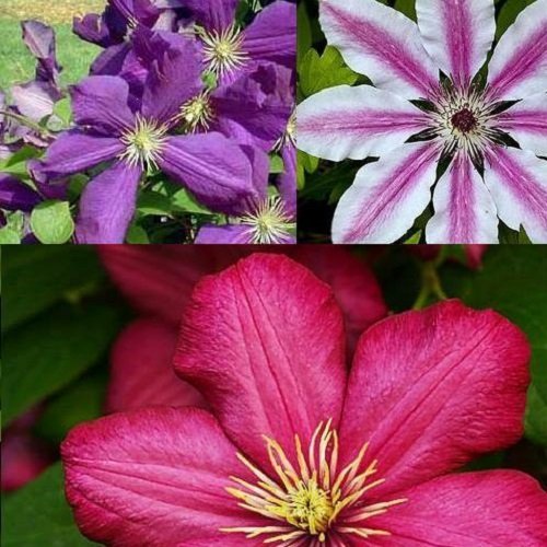 3 x Clematis Kletterplanzen Mix (3 Pflanzen): 3 kaufen/2 bezahlen - Blumen: Blau (Jackmanii), Rosa/Weiβ (Nelly Moser) & Rot (Ville de Lyon) | Mehrjährig & Winterhart | 3 x 1,5 Liter Töpfe