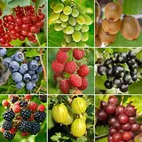 Gardeners Dream 3er Set Topf Obst Pflanzen - Garten Pflanzen & Balkon Obst Pflanzen Anbau - Johannisbeeren Pflanzen, Himbeeren Pflanzen, Trauben Pflanzen, Kiwi Pflanzen, Heidelbeeren Pflanzen usw.