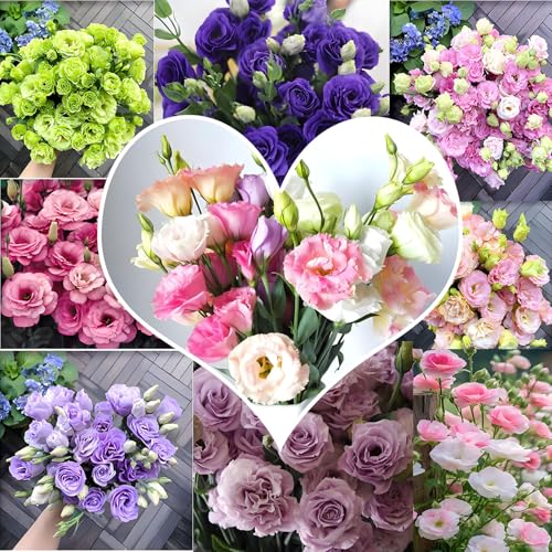 1000PCS Eustoma Lisianthus Samen Winterhart– Gemischte Farbenfrohe Blüten eustoma dornenlose rose samen für Garten, Balkon und Wohnräume, ideal für Schnittblumen und Dekoration